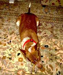 pet stain removal - rug toronto