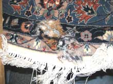 Rug repair in Thornhill (reweaving)